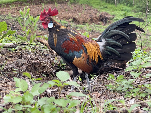 Thuần h&oacute;a g&agrave; rừng tai trắng, ch&agrave;ng trai tạo thu nhập ổn định ở qu&ecirc; - Ảnh 5.