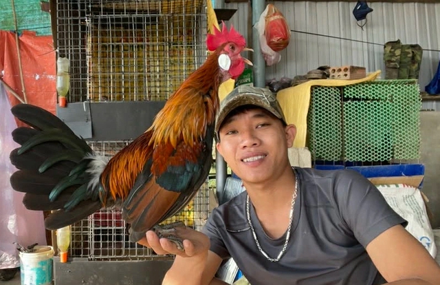 Thuần h&oacute;a g&agrave; rừng tai trắng, ch&agrave;ng trai tạo thu nhập ổn định ở qu&ecirc; - Ảnh 1.