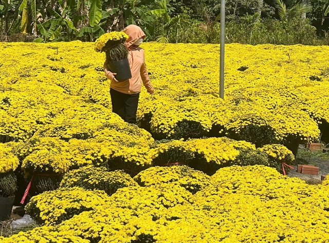 Những clip 'triệu view' giúp giải cứu hoa cúc mâm xôi nở sớm trước tết - Ảnh 4.