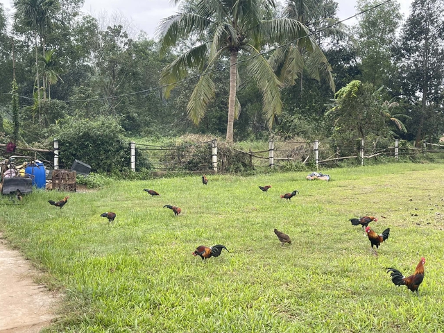 Thuần h&oacute;a g&agrave; rừng tai trắng, ch&agrave;ng trai tạo thu nhập ổn định ở qu&ecirc; - Ảnh 4.