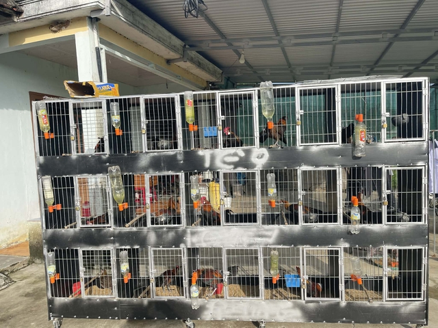 Thuần h&oacute;a g&agrave; rừng tai trắng, ch&agrave;ng trai tạo thu nhập ổn định ở qu&ecirc; - Ảnh 2.