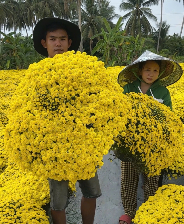 Những clip 'triệu view' giúp giải cứu hoa cúc mâm xôi nở sớm trước tết - Ảnh 3.