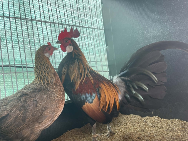 Thuần h&oacute;a g&agrave; rừng tai trắng, ch&agrave;ng trai tạo thu nhập ổn định ở qu&ecirc; - Ảnh 3.