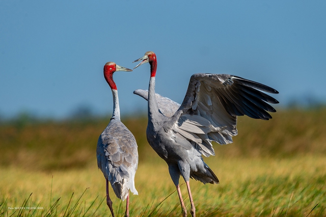 Nỗ lực bảo tồn sếu quý: Cái tâm và cái tầm từ người lãnh đạo- Ảnh 3. Nỗ lực bảo tồn sếu quý: Cái tâm và cái tầm từ người lãnh đạo- Ảnh 3.