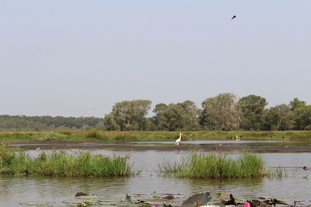 Nỗ lực bảo tồn sếu quý: Cái tâm và cái tầm từ người lãnh đạo- Ảnh 4. Nỗ lực bảo tồn sếu quý: Cái tâm và cái tầm từ người lãnh đạo- Ảnh 4.