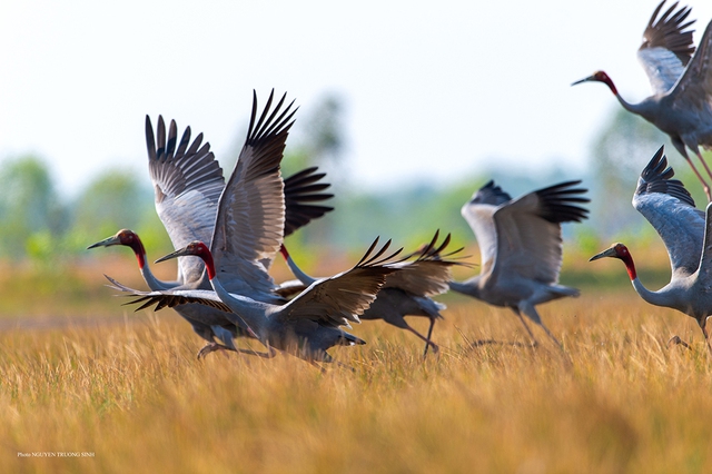 Nỗ lực bảo tồn sếu quý: Cái tâm và cái tầm từ người lãnh đạo- Ảnh 5. Nỗ lực bảo tồn sếu quý: Cái tâm và cái tầm từ người lãnh đạo- Ảnh 5.