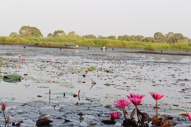 Nỗ lực bảo tồn sếu quý: Cái tâm và cái tầm từ người lãnh đạo- Ảnh 6. Nỗ lực bảo tồn sếu quý: Cái tâm và cái tầm từ người lãnh đạo- Ảnh 6.