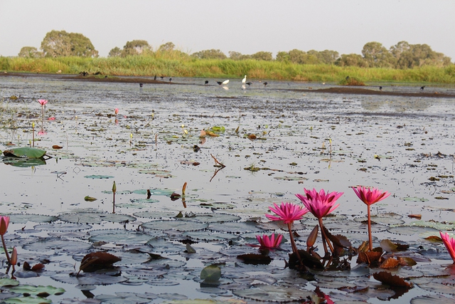 B&agrave;i học bảo tồn sếu Từ VQG Tr&agrave;m Chim - Ảnh 1.