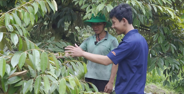 Ph&acirc;n b&oacute;n NPK Việt Nhật, đ&acirc;u phải chỉ ri&ecirc;ng cho l&uacute;a- Ảnh 4.