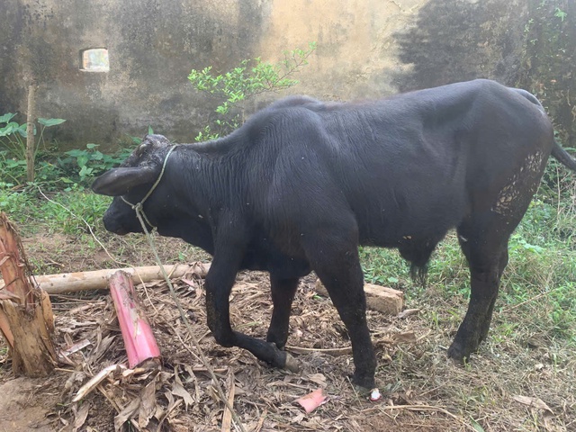 'Độc lạ' b&ograve; 6 ch&acirc;n: Kh&aacute;ch trả gấp 20 lần gi&aacute; mua ban đầu, chủ kh&ocirc;ng b&aacute;n - Ảnh 4.