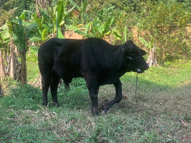 'Độc lạ' b&ograve; 6 ch&acirc;n: Kh&aacute;ch trả gấp 20 lần gi&aacute; mua ban đầu, chủ kh&ocirc;ng b&aacute;n - Ảnh 3.