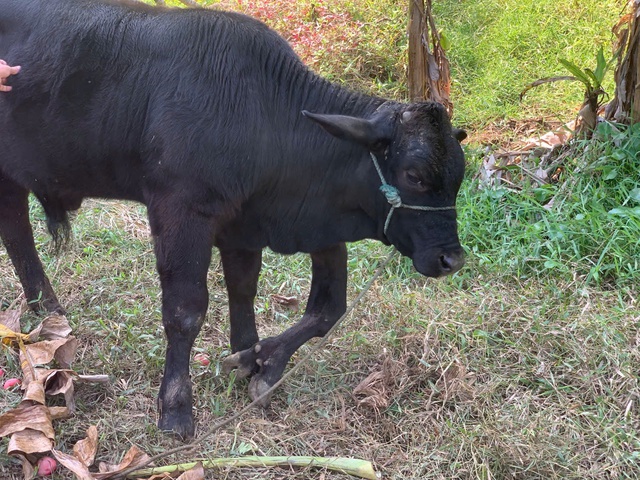 'Độc lạ' b&ograve; 6 ch&acirc;n: Kh&aacute;ch trả gấp 20 lần gi&aacute; mua ban đầu, chủ kh&ocirc;ng b&aacute;n - Ảnh 2.