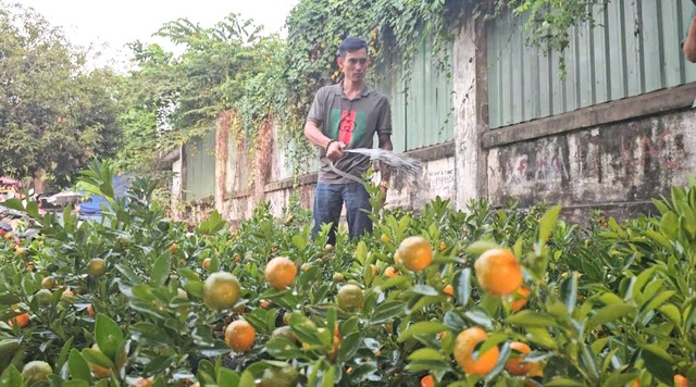 Gần 2.000 c&acirc;y quất vượt 1.000 km v&agrave;o TP.HCM: Chuyến xe tết kh&ocirc;ng đặt nặng lời l&atilde;i - Ảnh 2.