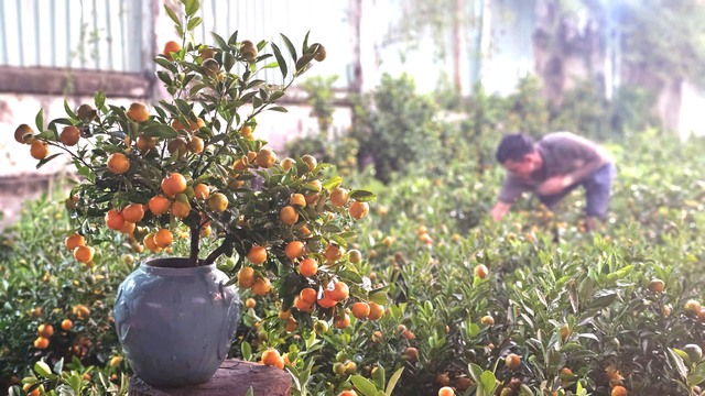 Chuyến xe tết của anh Tuấn mang gần 2 . 000 C&acirc;y quất từ Bắc v&agrave;o Nam - Ảnh 1.