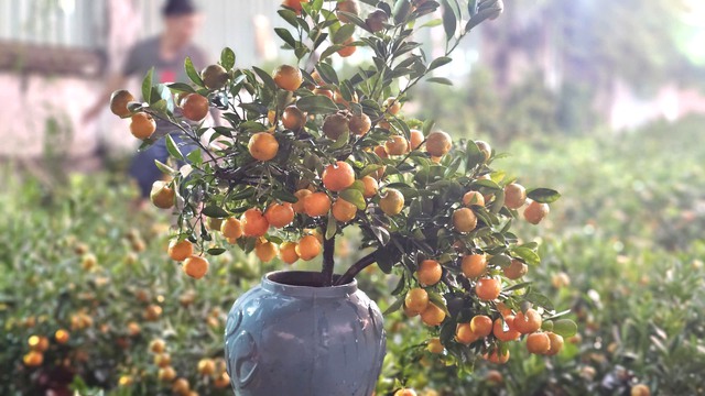 Chuyến xe tết của anh Tuấn mang gần 2 . 000 C&acirc;y quất từ Bắc v&agrave;o Nam - Ảnh 6.