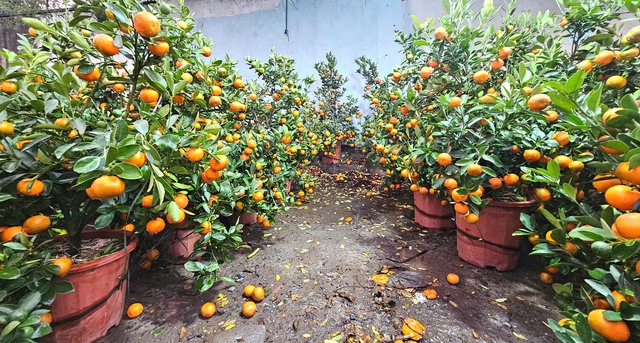 Gần 2.000 c&acirc;y quất vượt 1.000 km v&agrave;o TP.HCM: Chuyến xe tết kh&ocirc;ng đặt nặng lời l&atilde;i - Ảnh 3.