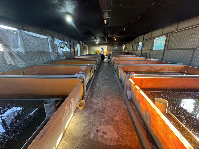 Doanh thu tiền tỉ nhờ nghề nu&ocirc;i lươn kh&ocirc;ng b&ugrave;n - Ảnh 2.