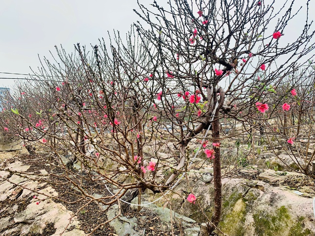 Đ&agrave;o tết d&aacute;ng 'độc lạ', c&acirc;y đẹp phải đeo x&iacute;ch đề ph&ograve;ng mất trộm - Ảnh 4.