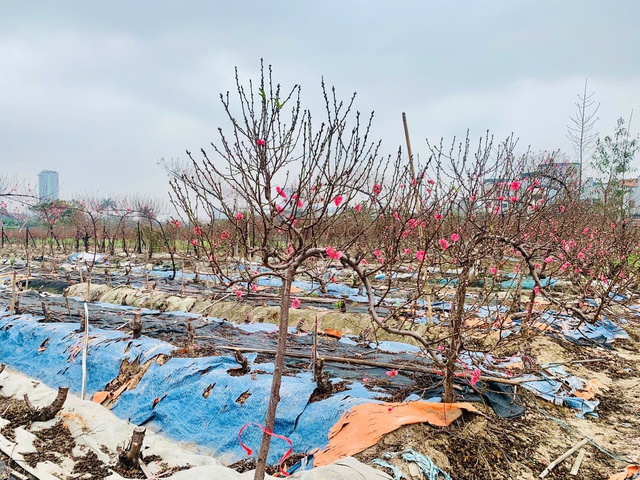 Đ&agrave;o tết d&aacute;ng 'độc lạ', c&acirc;y đẹp phải đeo x&iacute;ch đề ph&ograve;ng mất trộm - Ảnh 6.