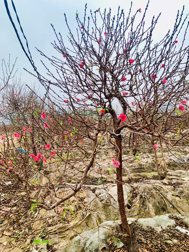 Đ&agrave;o tết d&aacute;ng 'độc lạ', c&acirc;y đẹp phải đeo x&iacute;ch đề ph&ograve;ng mất trộm - Ảnh 2.