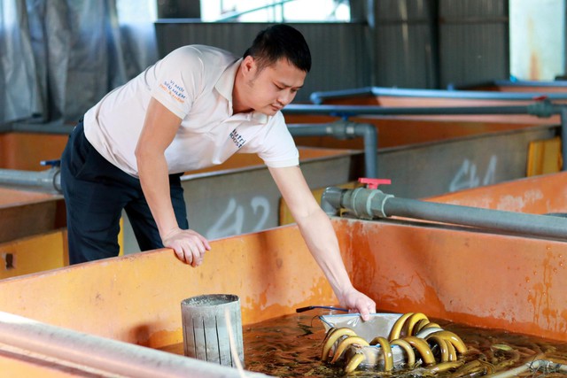 Doanh thu tiền tỉ nhờ nghề nu&ocirc;i lươn kh&ocirc;ng b&ugrave;n - Ảnh 1.