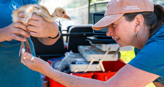 Nỗ lực bảo tồn sếu quý: Kinh nghiệm từ cuộc hồi sinh ngoạn mục ở Mỹ- Ảnh 4. Nỗ lực bảo tồn sếu quý: Kinh nghiệm từ cuộc hồi sinh ngoạn mục ở Mỹ- Ảnh 4.