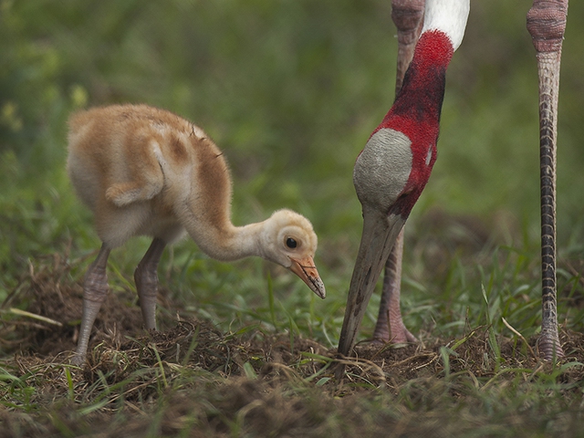Nỗ lực bảo tồn sếu quý: Kinh nghiệm từ cuộc hồi sinh ngoạn mục ở Mỹ- Ảnh 3. Nỗ lực bảo tồn sếu quý: Kinh nghiệm từ cuộc hồi sinh ngoạn mục ở Mỹ- Ảnh 3.