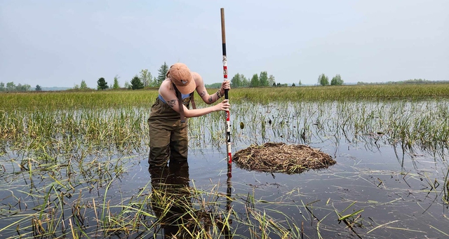 Nỗ lực bảo tồn sếu quý: Kinh nghiệm từ cuộc hồi sinh ngoạn mục ở Mỹ- Ảnh 5. Nỗ lực bảo tồn sếu quý: Kinh nghiệm từ cuộc hồi sinh ngoạn mục ở Mỹ- Ảnh 5.