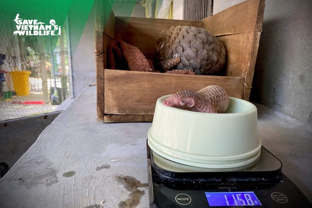 T&ecirc; t&ecirc; mẹ được giải cứu hạ sinh t&ecirc; t&ecirc; con khỏe mạnh, phản xạ nhanh - Ảnh 2.