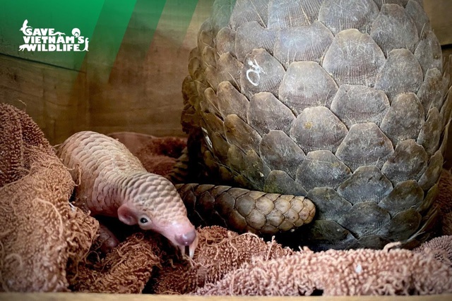 T&ecirc; t&ecirc; mẹ được giải cứu hạ sinh t&ecirc; t&ecirc; con khỏe mạnh, phản xạ nhanh - Ảnh 1.