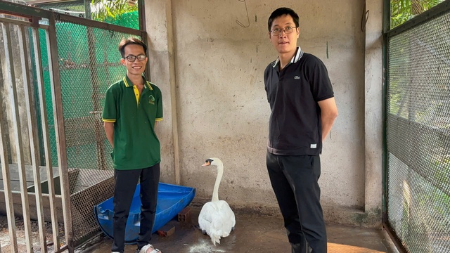 Thảo Cầm Viên Sài Gòn bị bắt trộm một con thiên nga - Ảnh 2.