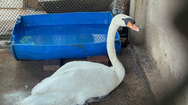 Thảo Cầm Viên Sài Gòn bị bắt trộm một con thiên nga - Ảnh 3.