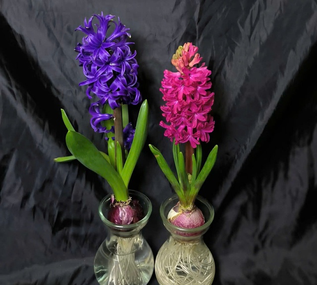 Hoa ti&ecirc;n &ocirc;ng c&oacute; g&igrave; đặc biệt m&agrave; nhiều người t&igrave;m mua để trồng dịp tết?  - Ảnh 6.