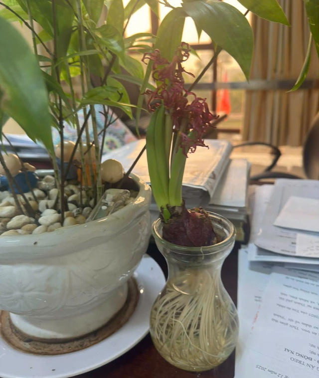 Hoa ti&ecirc;n &ocirc;ng c&oacute; g&igrave; đặc biệt m&agrave; nhiều người t&igrave;m mua để trồng dịp tết?  - Ảnh 5.