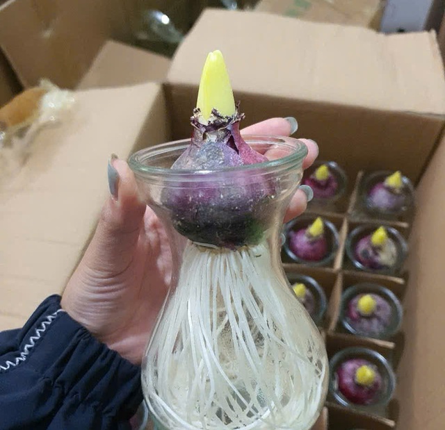 Hoa ti&ecirc;n &ocirc;ng c&oacute; g&igrave; đặc biệt m&agrave; nhiều người t&igrave;m mua để trồng dịp tết?  - Ảnh 1.