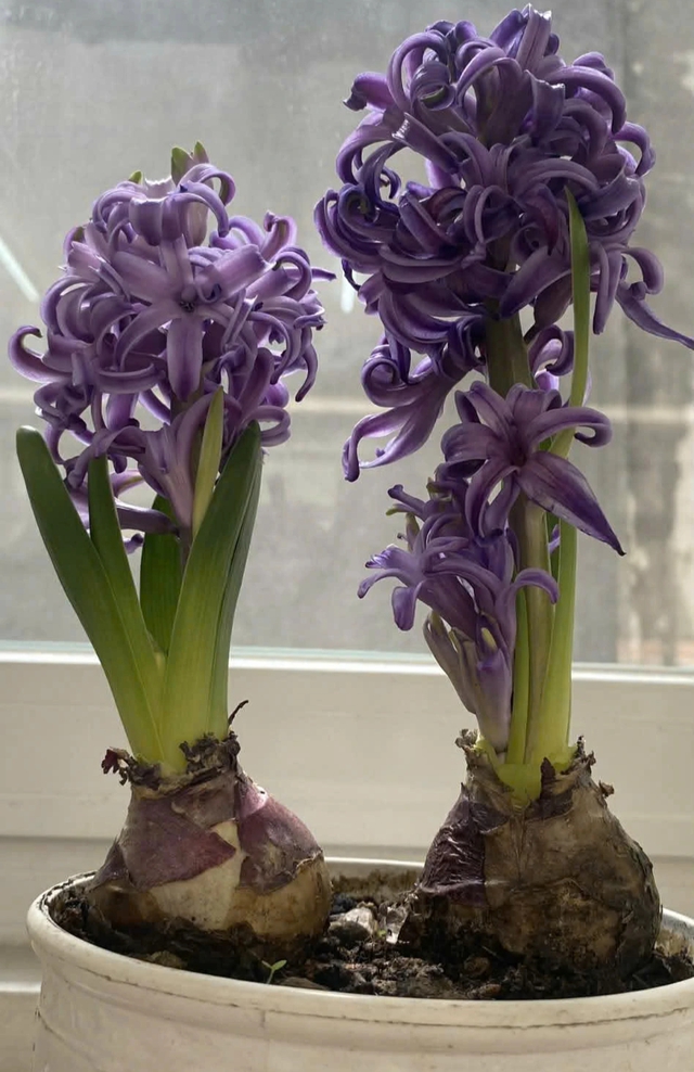 Hoa ti&ecirc;n &ocirc;ng c&oacute; g&igrave; đặc biệt m&agrave; nhiều người t&igrave;m mua để trồng dịp tết?  - Ảnh 2.