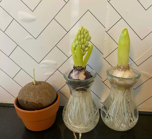 Hoa ti&ecirc;n &ocirc;ng c&oacute; g&igrave; đặc biệt m&agrave; nhiều người t&igrave;m mua để trồng dịp tết?  - Ảnh 3.