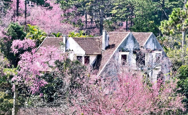 Mai anh đào nở rộ, 'nhuộm hồng' Đà Lạt trước Tết Bính Ngọ- Ảnh 16. Mai anh đào nở rộ, 'nhuộm hồng' Đà Lạt trước Tết Bính Ngọ- Ảnh 16.