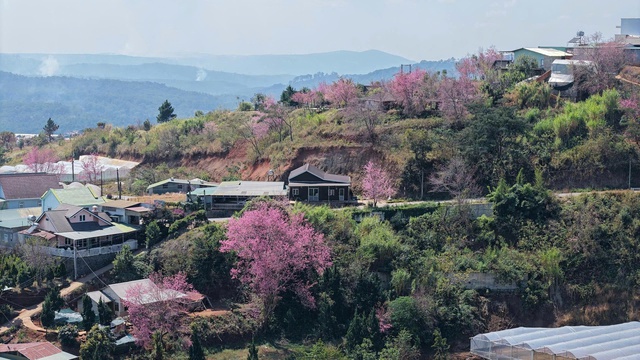 Mai anh đào nở rộ, 'nhuộm hồng' Đà Lạt trước Tết Bính Ngọ- Ảnh 8. Mai anh đào nở rộ, 'nhuộm hồng' Đà Lạt trước Tết Bính Ngọ- Ảnh 8.