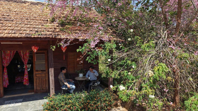 Mai anh đào nở rộ, 'nhuộm hồng' Đà Lạt trước Tết Bính Ngọ- Ảnh 10. Mai anh đào nở rộ, 'nhuộm hồng' Đà Lạt trước Tết Bính Ngọ- Ảnh 10.