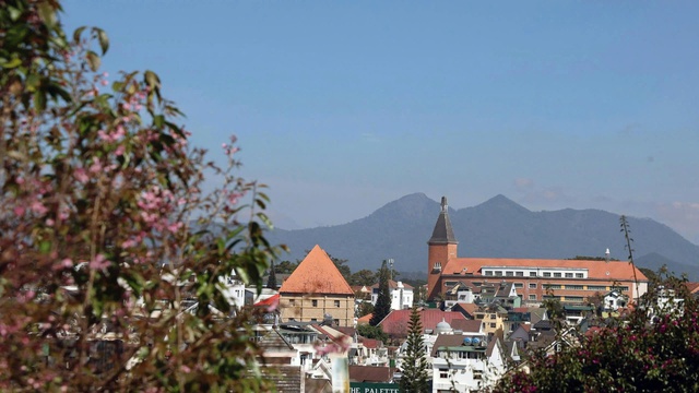 Mai anh đào nở rộ, 'nhuộm hồng' Đà Lạt trước Tết Bính Ngọ- Ảnh 11. Mai anh đào nở rộ, 'nhuộm hồng' Đà Lạt trước Tết Bính Ngọ- Ảnh 11.