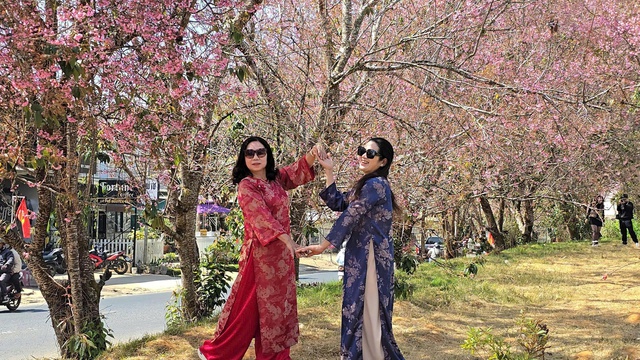 Mai anh đào nở rộ, 'nhuộm hồng' Đà Lạt trước Tết Bính Ngọ- Ảnh 14. Mai anh đào nở rộ, 'nhuộm hồng' Đà Lạt trước Tết Bính Ngọ- Ảnh 14.