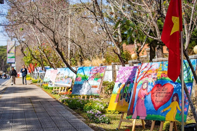 Mai anh đào nở rộ, 'nhuộm hồng' Đà Lạt trước Tết Bính Ngọ- Ảnh 2. Mai anh đào nở rộ, 'nhuộm hồng' Đà Lạt trước Tết Bính Ngọ- Ảnh 2.