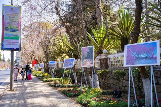 Mai anh đào nở rộ, 'nhuộm hồng' Đà Lạt trước Tết Bính Ngọ- Ảnh 17. Mai anh đào nở rộ, 'nhuộm hồng' Đà Lạt trước Tết Bính Ngọ- Ảnh 17.