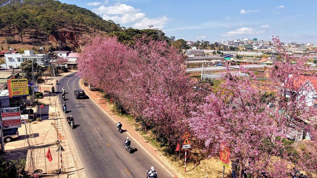 Mai anh đào nở rộ, 'nhuộm hồng' Đà Lạt trước Tết Bính Ngọ- Ảnh 1. Mai anh đào nở rộ, 'nhuộm hồng' Đà Lạt trước Tết Bính Ngọ- Ảnh 1.