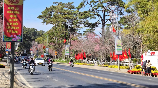 Mai anh đào nở rộ, 'nhuộm hồng' Đà Lạt trước Tết Bính Ngọ- Ảnh 3. Mai anh đào nở rộ, 'nhuộm hồng' Đà Lạt trước Tết Bính Ngọ- Ảnh 3.
