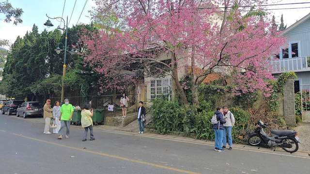 Mai anh đào nở rộ, 'nhuộm hồng' Đà Lạt trước Tết Bính Ngọ- Ảnh 7. Mai anh đào nở rộ, 'nhuộm hồng' Đà Lạt trước Tết Bính Ngọ- Ảnh 7.