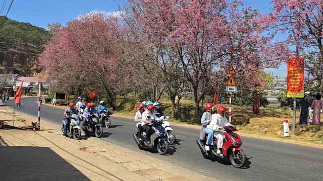 Mai anh đào nở rộ, 'nhuộm hồng' Đà Lạt trước Tết Bính Ngọ- Ảnh 5. Mai anh đào nở rộ, 'nhuộm hồng' Đà Lạt trước Tết Bính Ngọ- Ảnh 5.