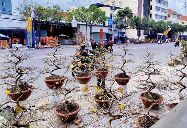 Khánh Hòa cho phép bán hoa tết trên vỉa hè- Ảnh 1. Khánh Hòa cho phép bán hoa tết trên vỉa hè- Ảnh 1.