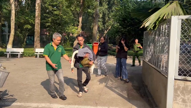 Thảo Cầm Viên Sài Gòn đã tìm thấy con thiên nga bị bắt trộm- Ảnh 2. Thảo Cầm Viên Sài Gòn đã tìm thấy con thiên nga bị bắt trộm- Ảnh 2.